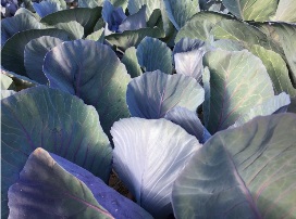 coliflor